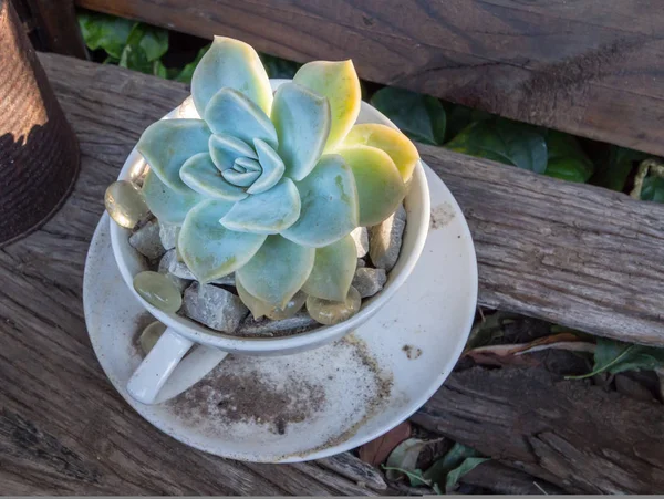 Small Succulent Plant Teacup Glass Pebbles Garden Close — Stock Photo, Image