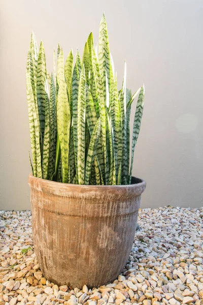 Spiky Dessert Plant Variegated Leaves Clay Plant Pot Pebbles Next — Stock Photo, Image
