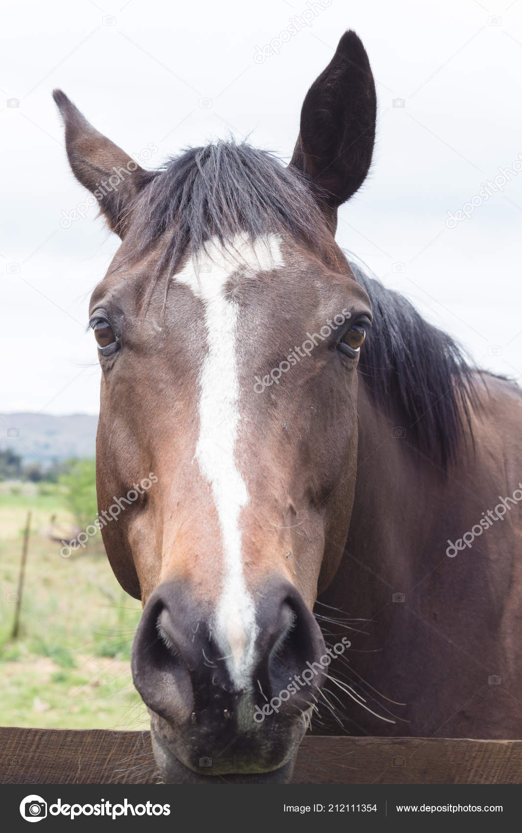 Fotos de Cara de cavalo, Imagens de Cara de cavalo sem royalties