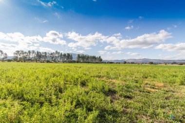 Bulut gökyüzü öğleden sonra ile kırsal çayır Eastern Cape Güney Afrika için