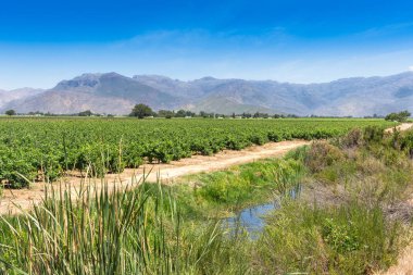 Sıcak yazlar günde Rawsonville, Batı Cape Güney Afrika yakınındaki bağında üzüm üzüm