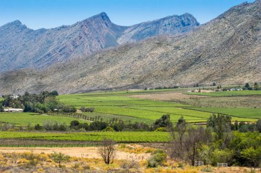 Arka plan - Western Cape Güney Afrika Nehri Vadisi ile üzüm asmaları ve Hex dağlar hex