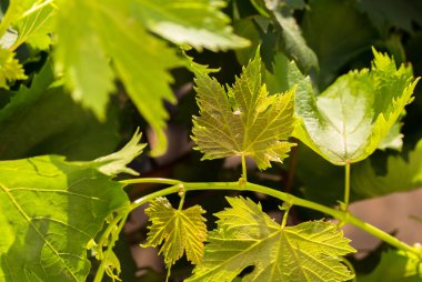 Genç asma yaprakları güneşte - Image - yakın çekim,