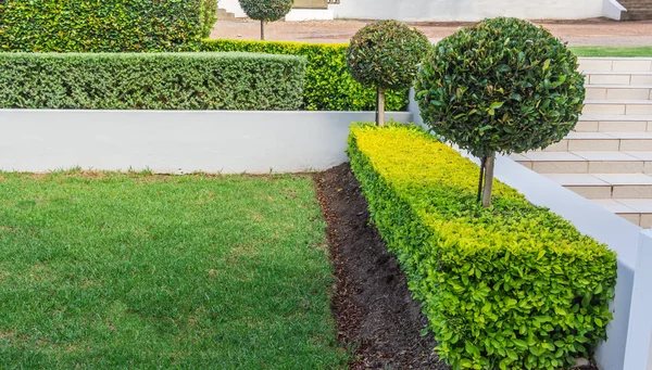 Kutusu office adımları yanındaki çim ağaçları ile çitleri