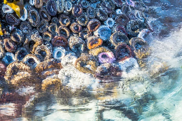 渦巻く海で干潮時に岩の上の閉鎖のイソギンチャクが回る 画像します — ストック写真