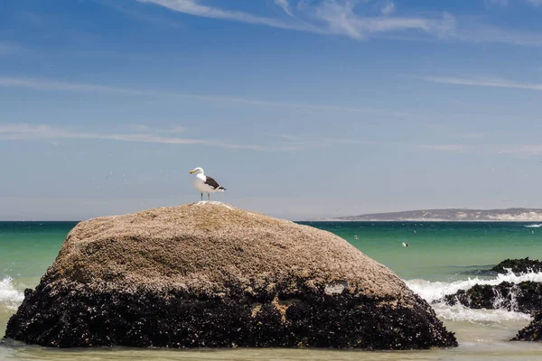 남아프리카 공화국 서해안에 해변에 서식하는 바위에 갈매기 — 스톡 사진