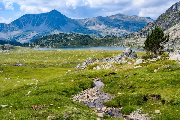 Lonely Tre Perto Lago Montmalus Circuit Andorra — Fotografia de Stock