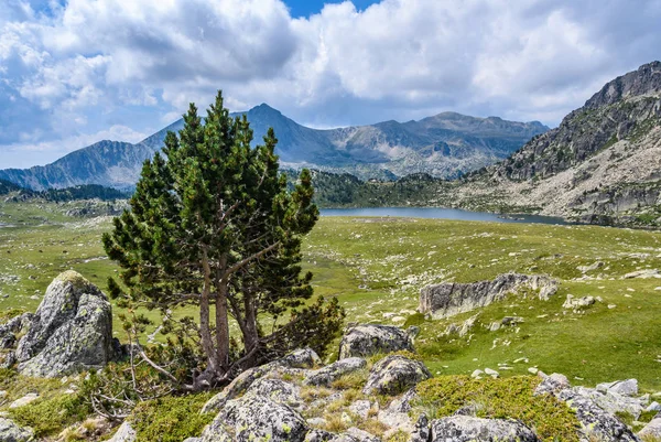 Lonely Tre Perto Lago Montmalus Circuit Andorra — Fotografia de Stock