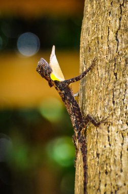 Koh Ta Kiev Island Sihanoukville, Kamboçya yakınındaki küçük kertenkele