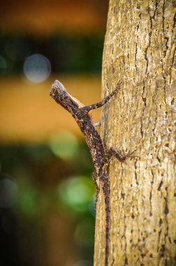 Koh Ta Kiev Island Sihanoukville, Kamboçya yakınındaki küçük kertenkele