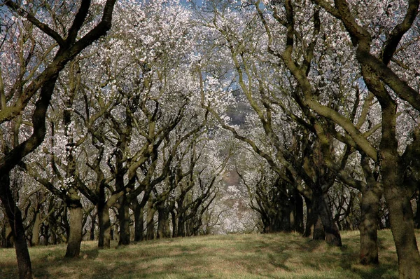 Flower alley of almond trees
