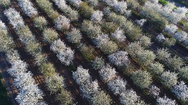 çiçekli ağaçlar bir havadan görünümü