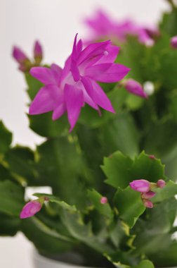 Pembe Paskalya çiçeği kaktüsünün ayrıntıları