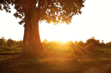 güneşin bir ağaç