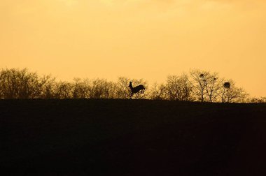 Günbatımında geyik