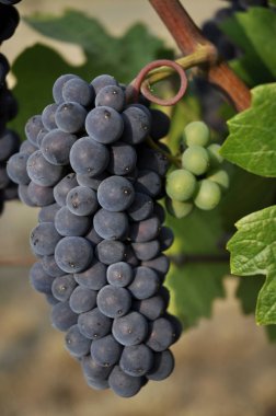 The blue grapes in the vineyard  clipart