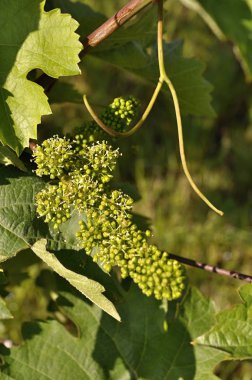 Bloom bahar suçlu üzüm