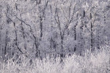 Kış manzarası ve ağaçlarda kar