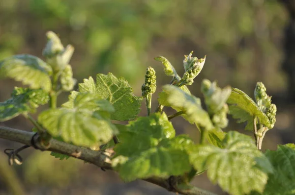 Foglie Giovani Uva — Foto Stock