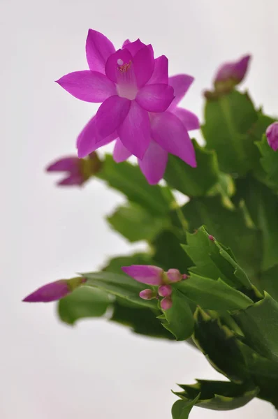 Detalle Cactus Rosa Flor Pascua — Foto de Stock