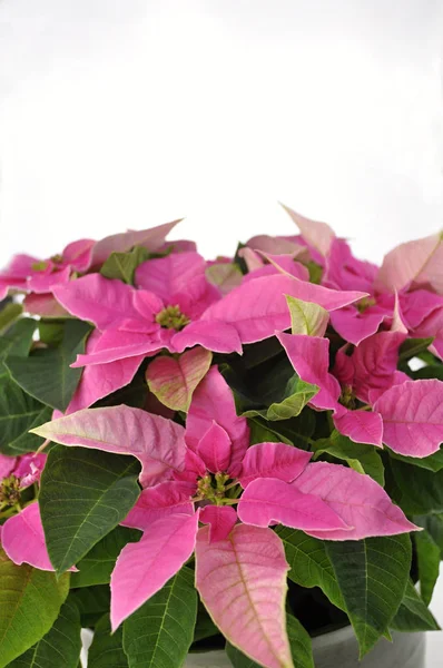 Detalle Flor Poinsettia Rosa — Foto de Stock