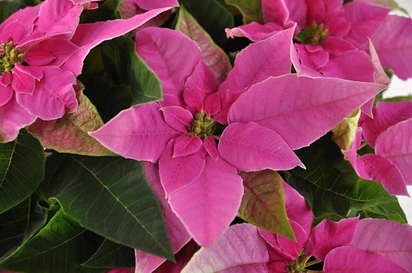 Detail Von Rosa Weihnachtsstern Blume — Stockfoto