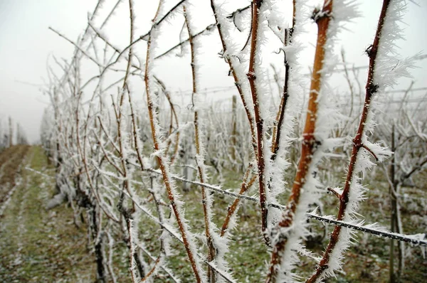 vineyard and frost in winter