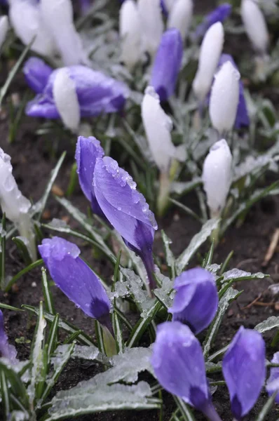 Flores Nieve —  Fotos de Stock