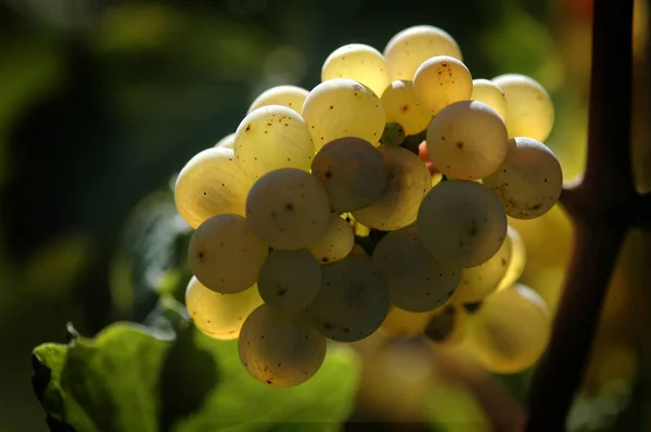 ブドウ園で黄色ブドウ — ストック写真