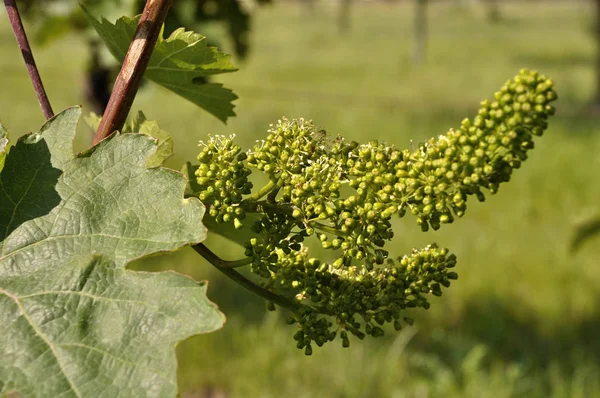 Vitigni Colpevoli Fiore Primavera — Foto Stock