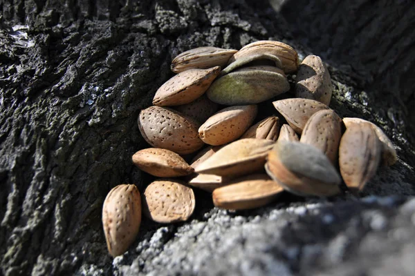 Almonds Tree — Stock Photo, Image