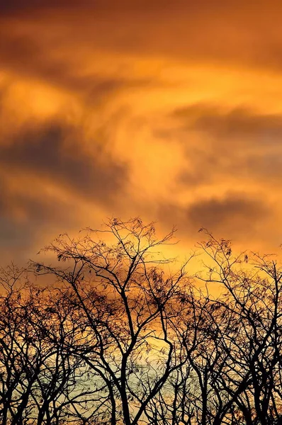 Trees Sunset Cloud — Stock Photo, Image