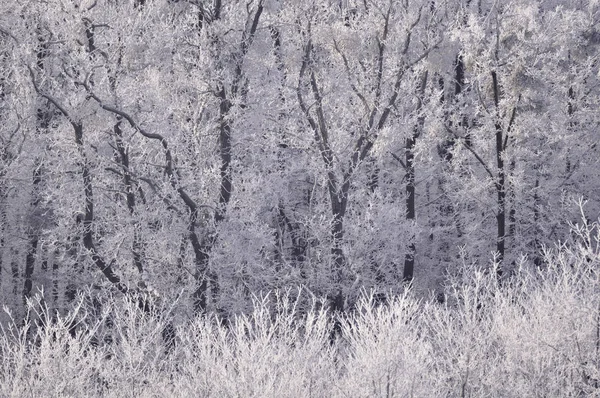 Kış manzarası ve ağaçlarda kar