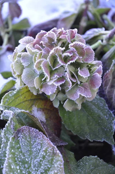 Hortensia Flores Invierno — Foto de Stock