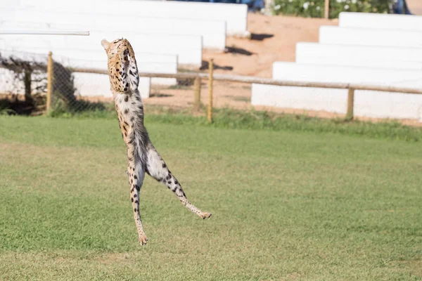 Serval Animal Felino Saltando Alto Área Hierba Cazando Presa —  Fotos de Stock