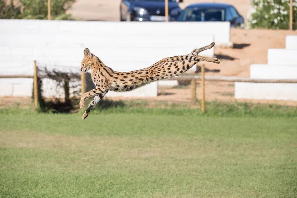 Сервал Кошачье Животное Прыгает Высоко Траве Охотясь Свою Добычу — стоковое фото