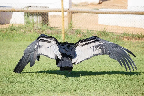 Кондор Анд Або Vultur Gryphus Найбільший Птах Планеті Ходьба Траві — стокове фото