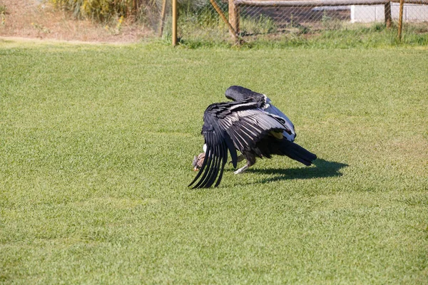 Condor Dos Andes Vultur Gryphus Maior Pássaro Planeta Andando Grama — Fotografia de Stock