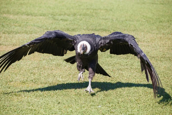 Кондор Анд Або Vultur Gryphus Найбільший Птах Планеті Ходьба Траві — стокове фото