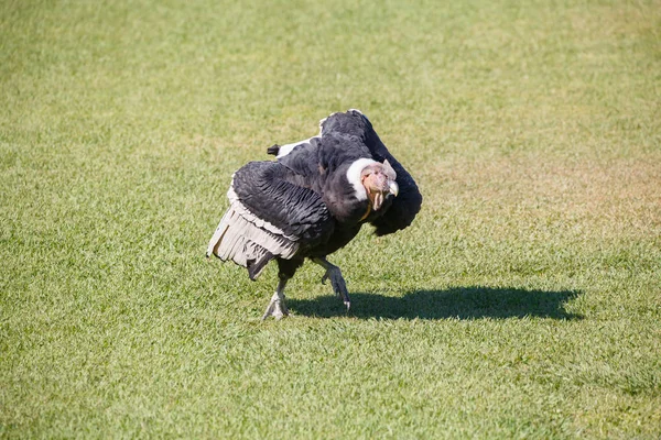 Condor Dos Andes Vultur Gryphus Maior Pássaro Planeta Andando Grama — Fotografia de Stock