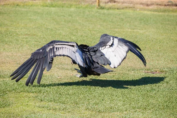 Кондор Анд Або Vultur Gryphus Найбільший Птах Планеті Ходьба Траві — стокове фото