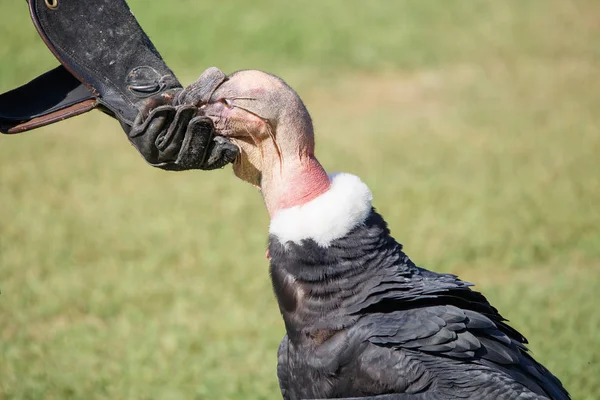 Condor Dos Andes Vultur Gryphus Maior Pássaro Planeta Andando Grama — Fotografia de Stock