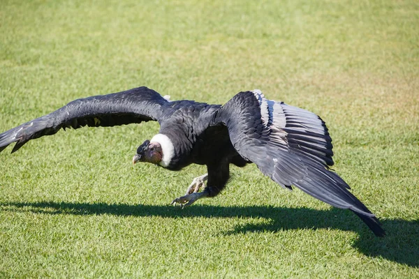 Кондор Анд Або Vultur Gryphus Найбільший Птах Планеті Ходьба Траві — стокове фото