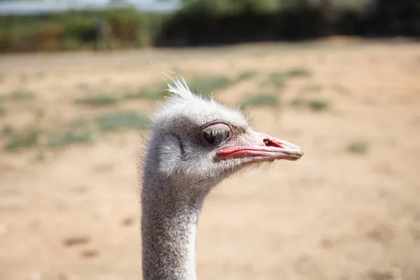 Porträt Eines Straußes Aus Nächster Nähe Einem Sonnigen Tag — Stockfoto