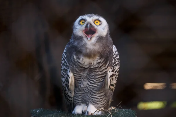 Micrathene whitneyi, baykuş baykuş veya cüce baykuş ağzını çığlık süre açık. 