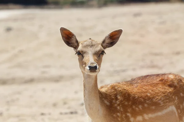 Ciervo Cervus Elaphus Hembra Común Área Arena Silvestre — Foto de Stock