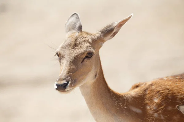 Vahşi bir kum alanda ortak dişi geyik veya cervus elaphus 