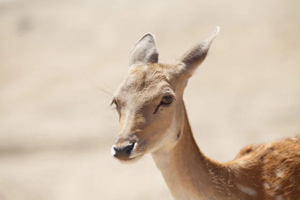 Common Female Deer Cervus Elaphus Wild Sand Area — Stock Photo, Image