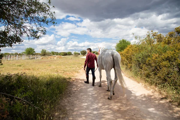 Homme Méconnaissable Tenue Décontractée Tenant Laisse Marchant Avec Cheval Blanc — Photo