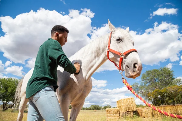 Hombre Negro Cepillando Caballo Blanco — Foto de Stock